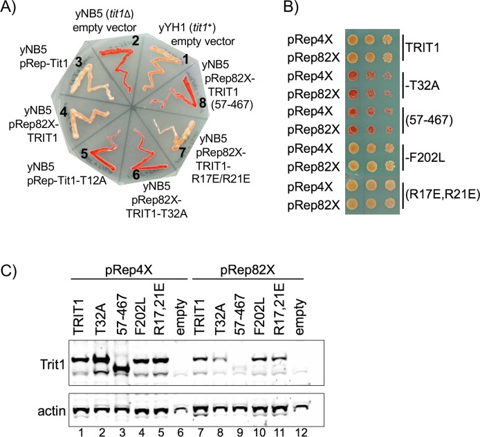 Fig 5