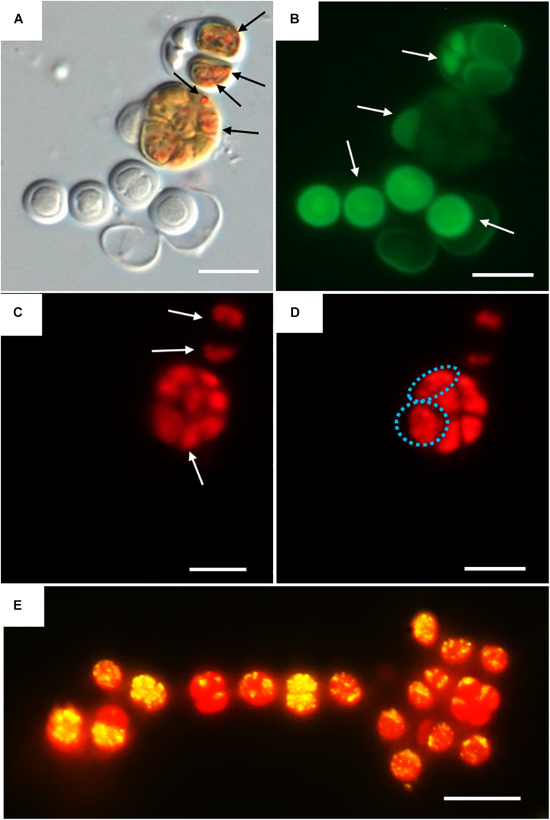 FIGURE 4