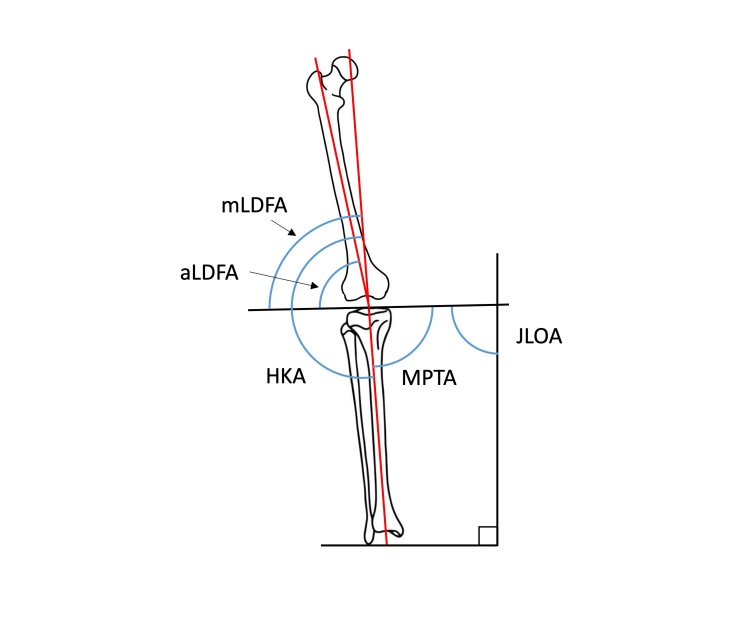 Figure 3. Knee angles in the coronal plane.