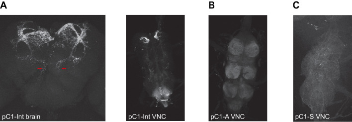 Figure 3—figure supplement 2.