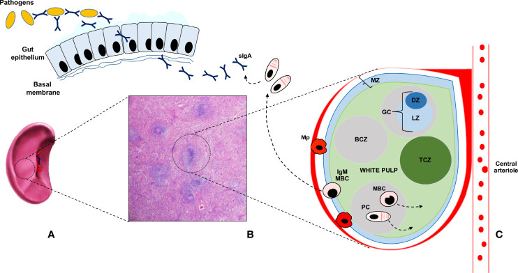 Figure 1