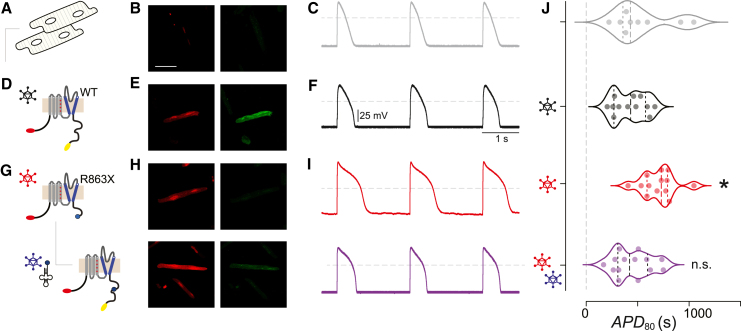 Figure 4