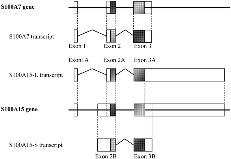 Figure1: