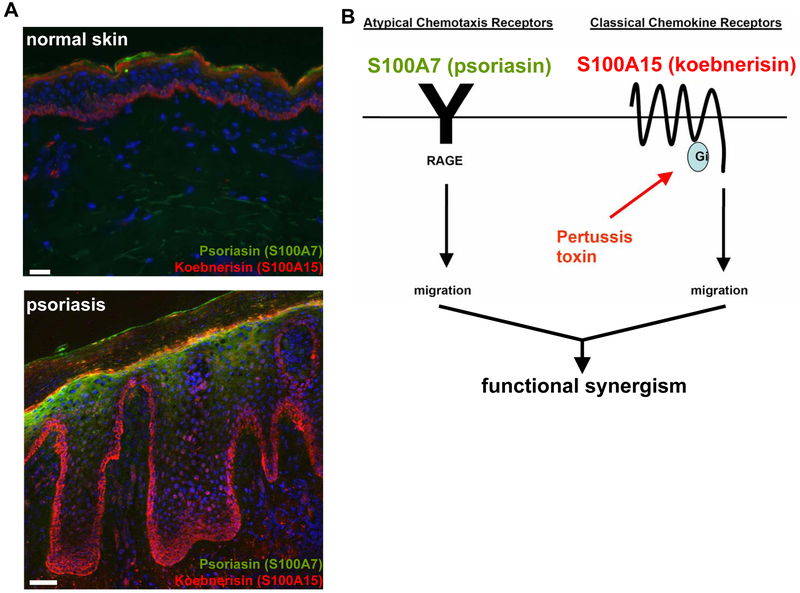 Figure 4: