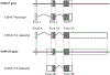Figure1: