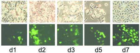 FIG. 6.