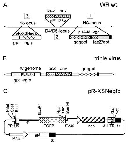 FIG. 1.