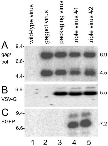 FIG. 2.