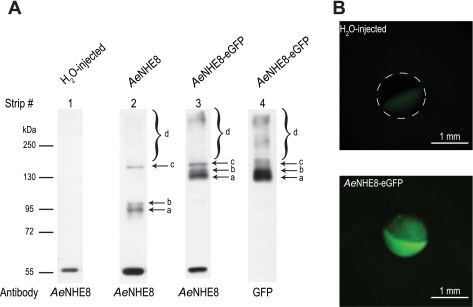 Fig. 9.