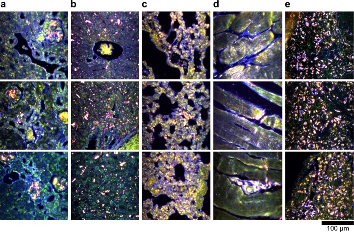 Figure 2—figure supplement 10.