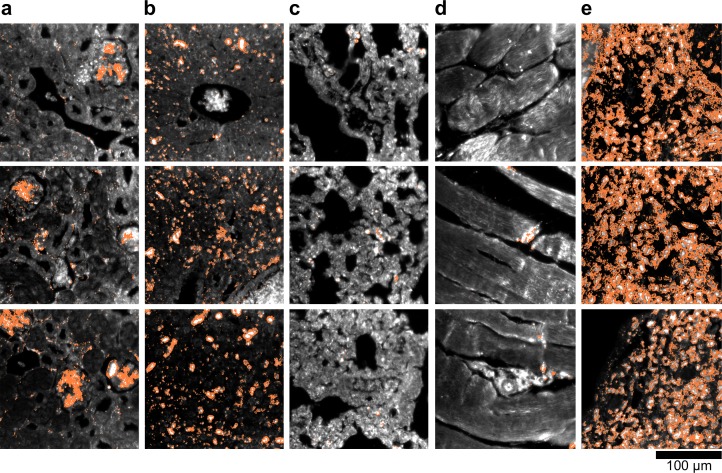 Figure 2—figure supplement 11.