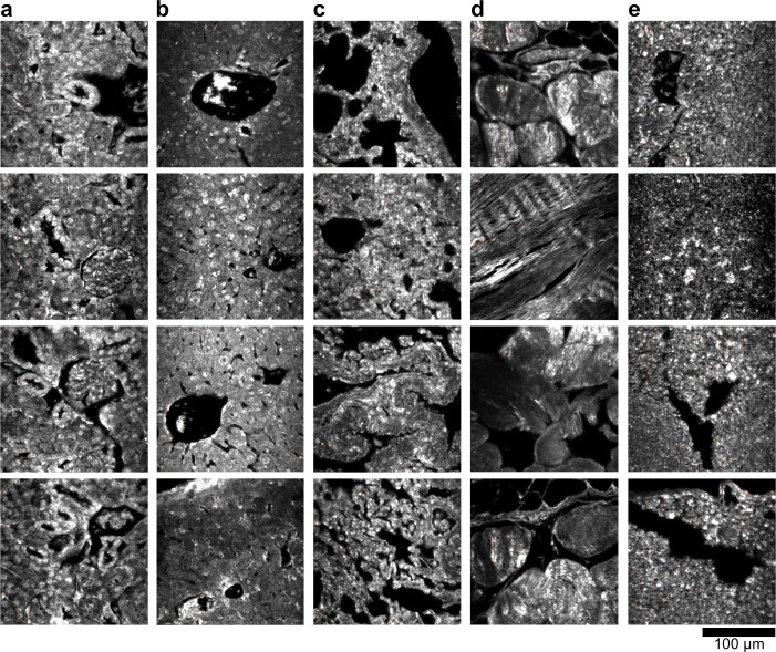 Figure 2—figure supplement 4.