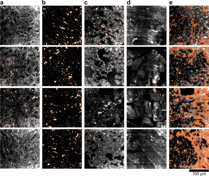 Figure 2—figure supplement 14.