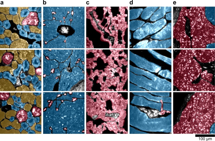 Figure 4—figure supplement 1.