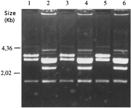 FIG. 1