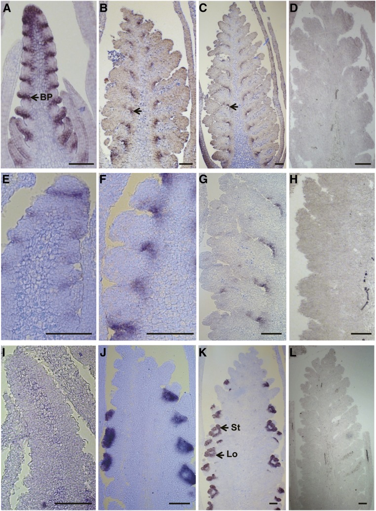 Figure 4.