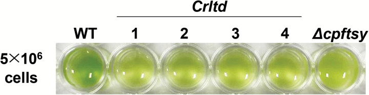 Fig. 1.