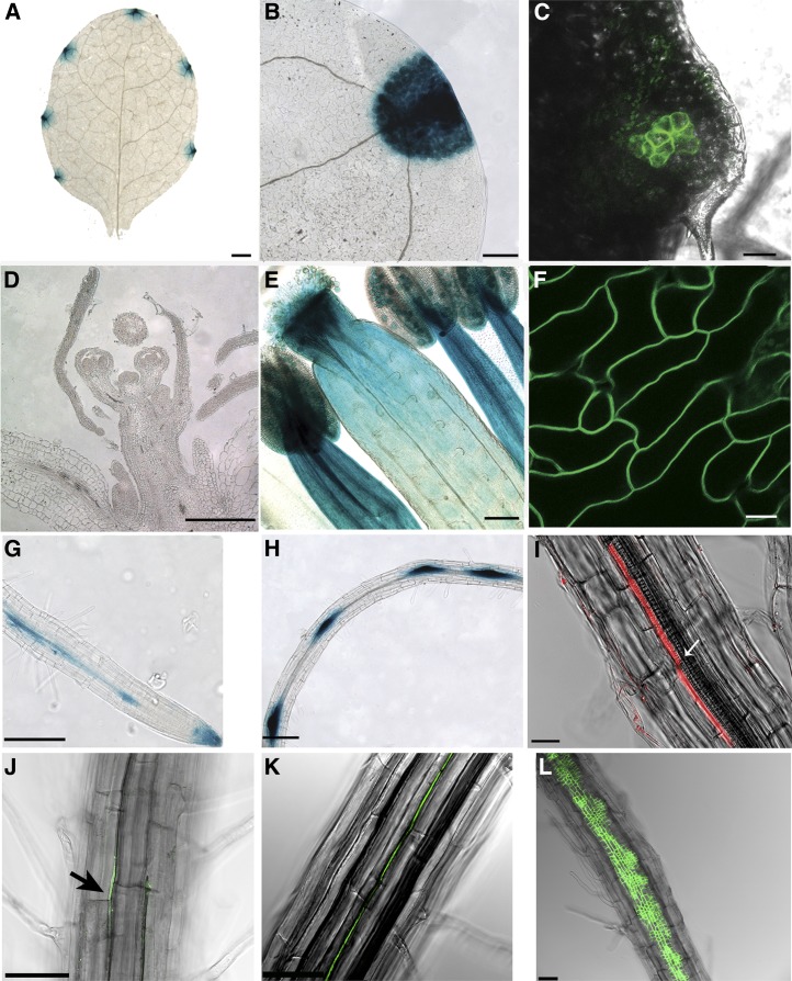 Figure 1.