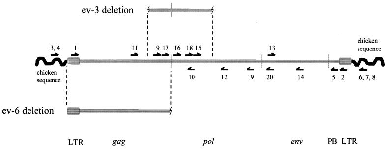 FIG. 1