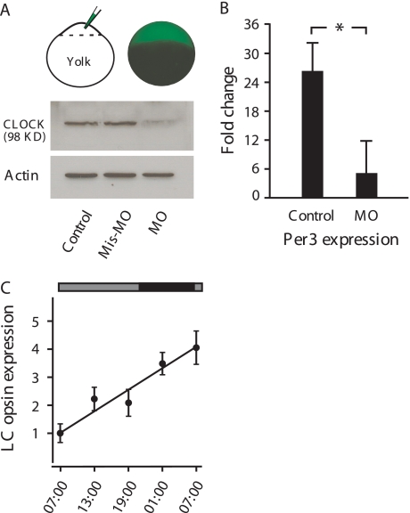 FIGURE 3.