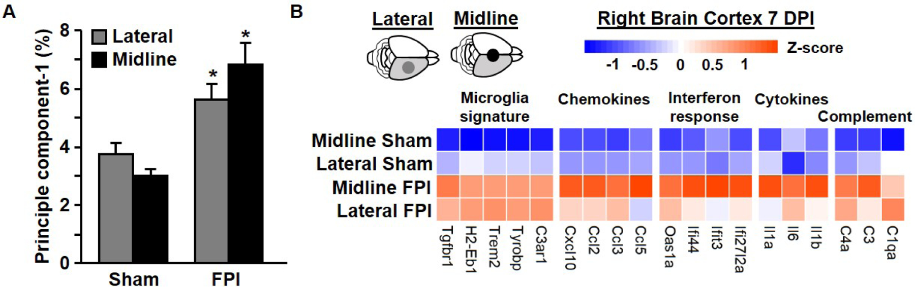 Comparison between Midline and Lateral Fluid Percussion Injury in Mice ...