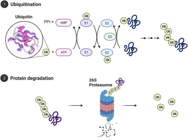 FIGURE 3