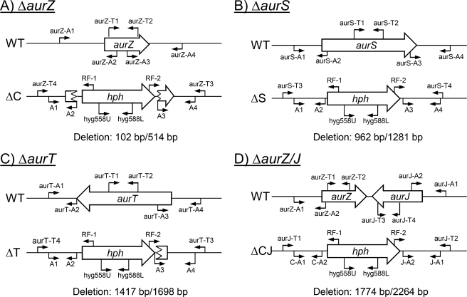 FIGURE 1.