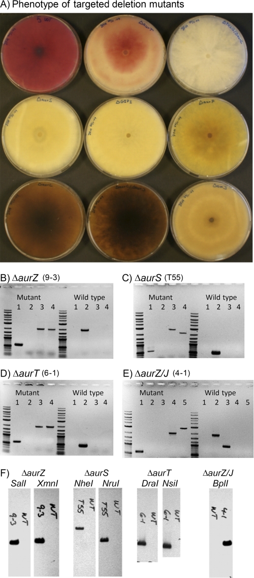 FIGURE 2.