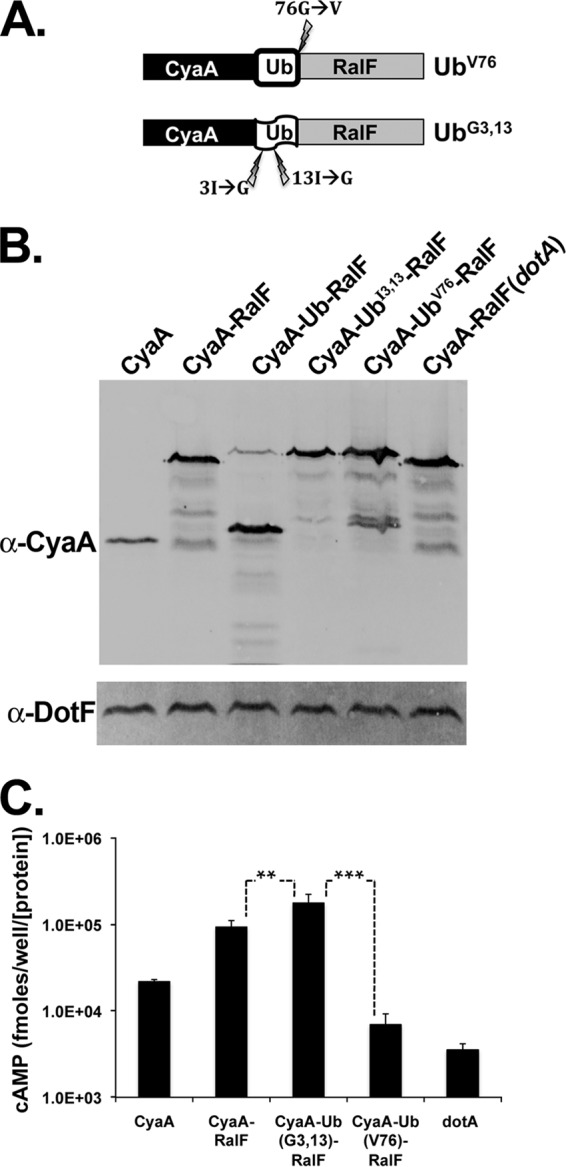 Fig 5