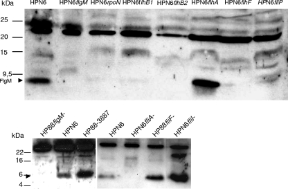 FIG. 2.