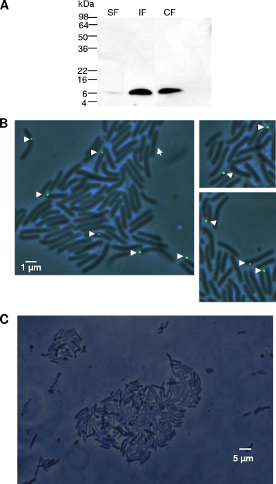 FIG. 5.