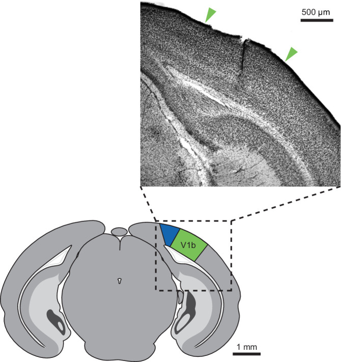 Figure 1—figure supplement 1.