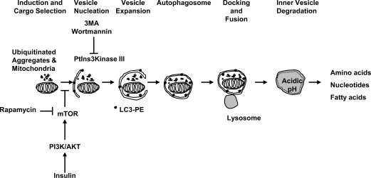 Fig. (2)