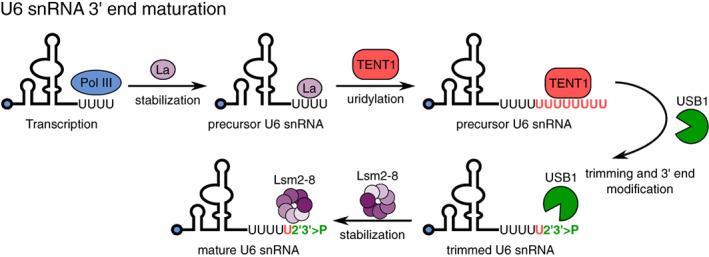 FIGURE 6