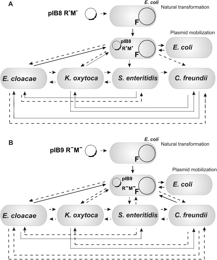 Fig 5