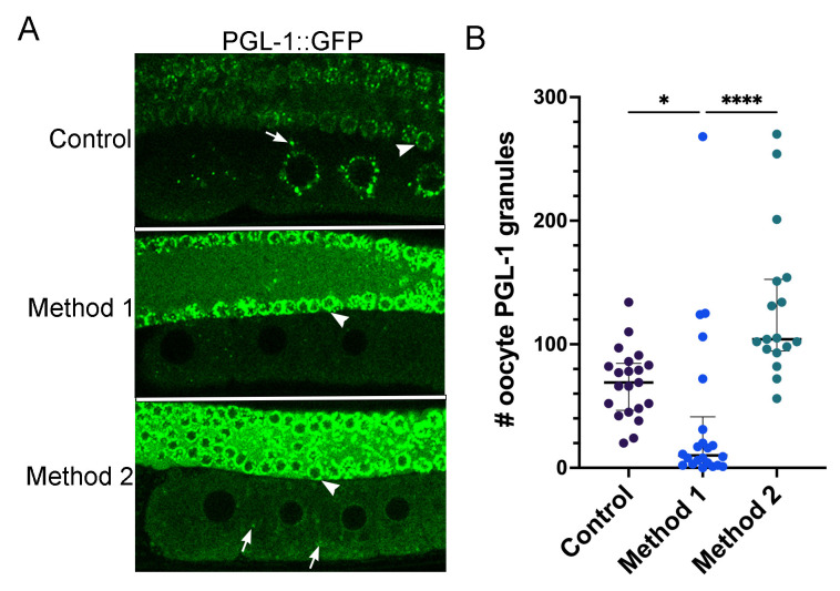 Figure 1. PGL-1::GFP decondenses in oocytes in response to increased heat