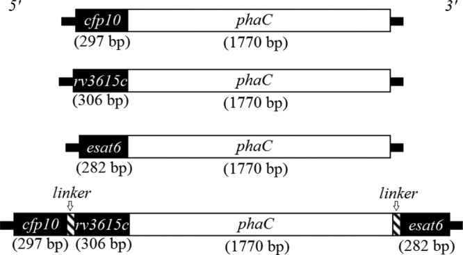 FIG 1