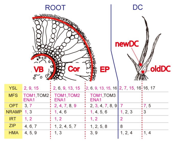 graphic file with name psb-9-e29427-g2.jpg