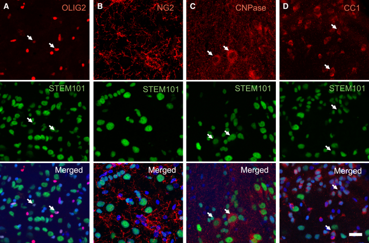 Figure 3