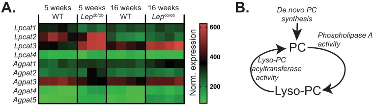 Figure 1—figure supplement 5.