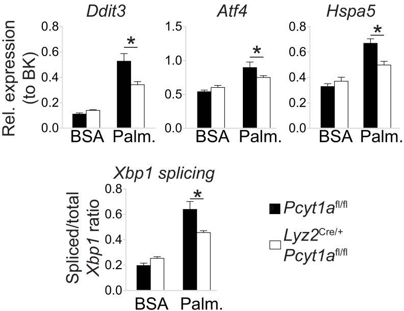 Figure 4—figure supplement 2.