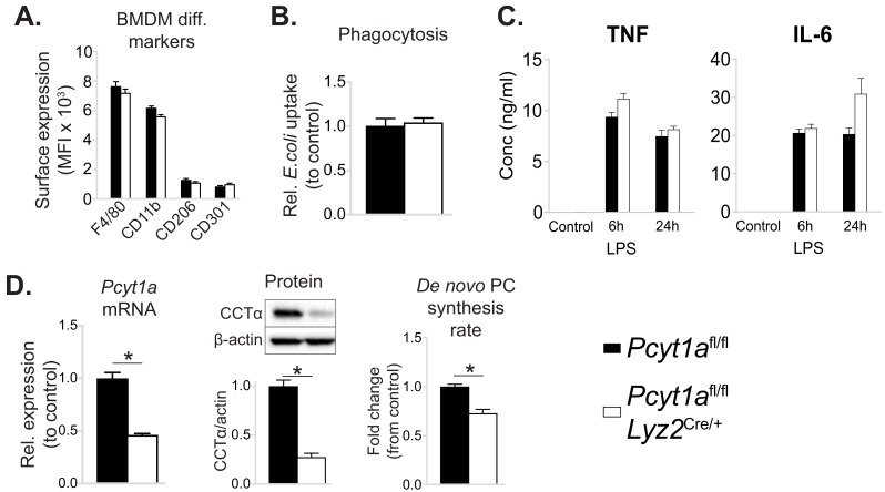 Figure 2—figure supplement 1.