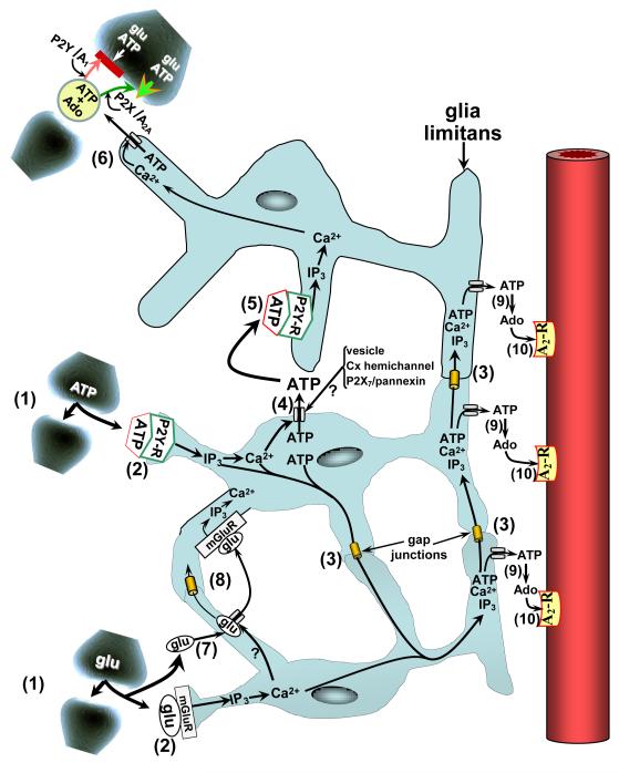 FIGURE 1