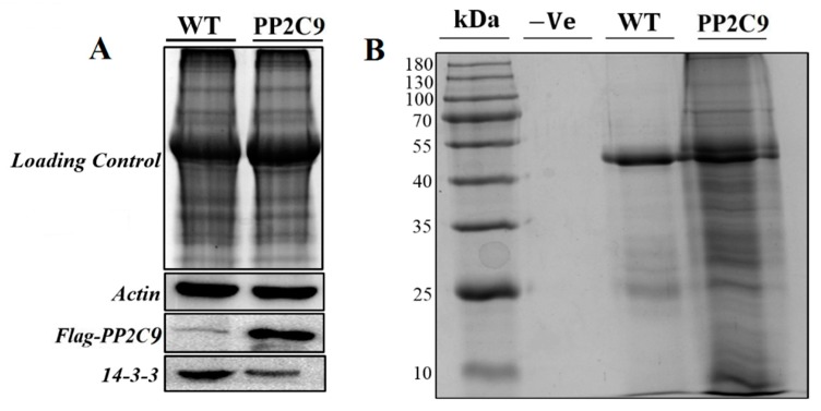 Figure 9