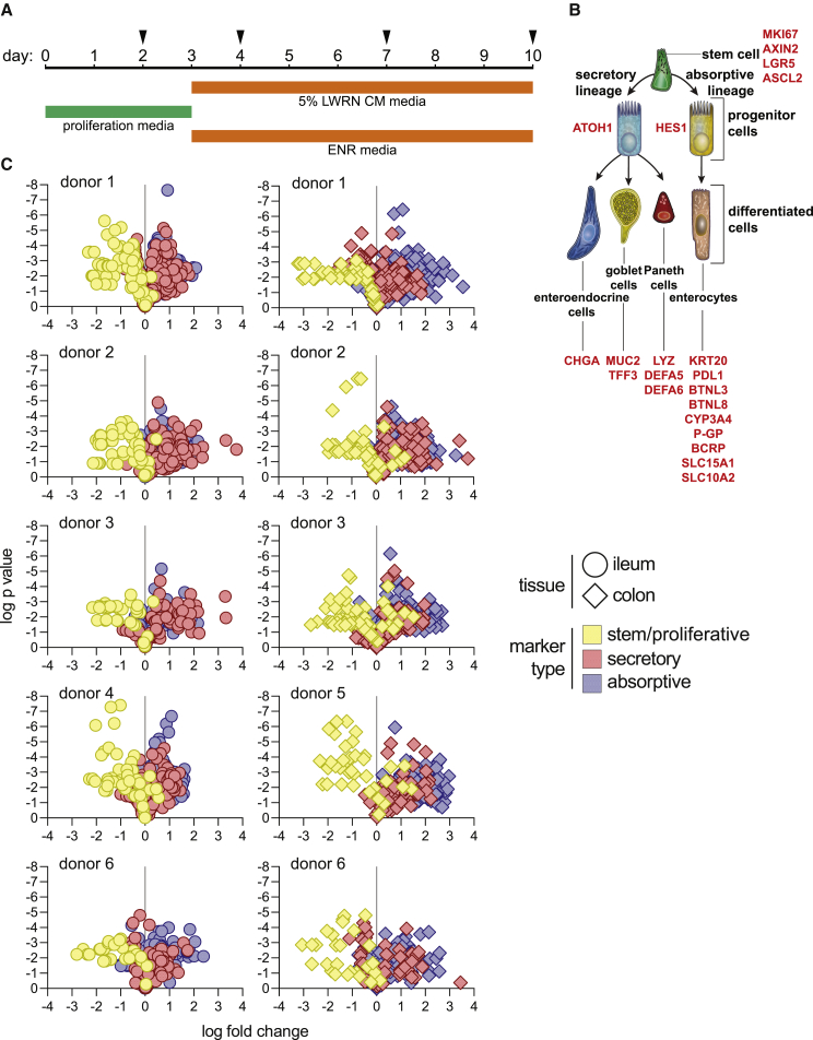 Figure 1