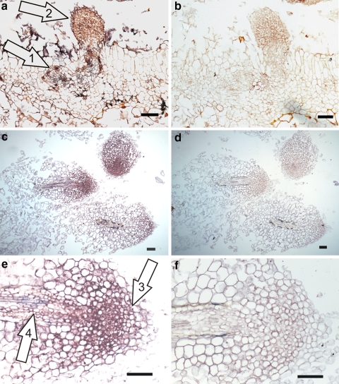 Fig. 13