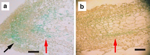 Fig. 14