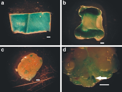 Fig. 11