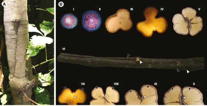 Fig. 8.