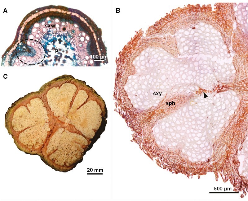 Fig. 4.